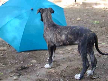 fiona meets umbrella